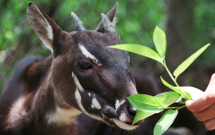 alimentation végétale du saola