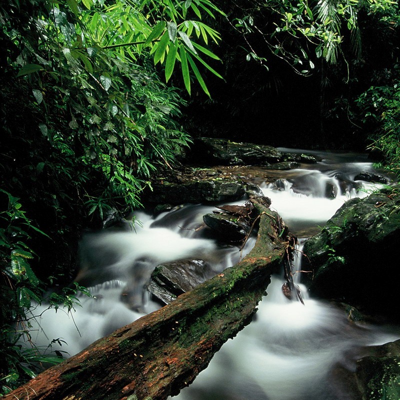 forêt : l'habitat naturel des saolas